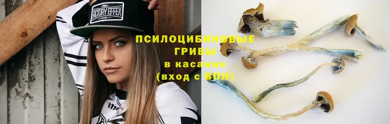 Псилоцибиновые грибы Psilocybe  Зубцов 